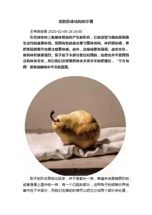 梨的形体结构和步骤