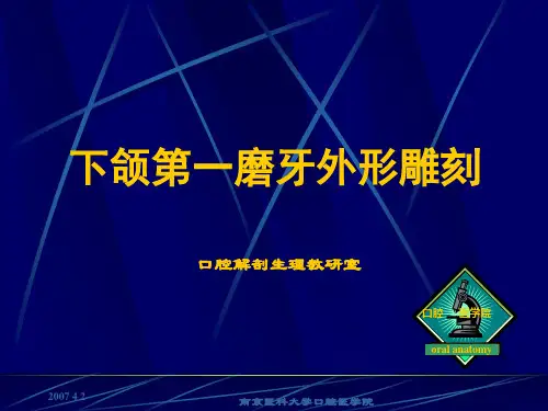 --下颌第一磨牙外形雕刻【精品-ppt】