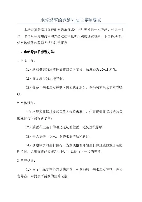 水培绿萝的养殖方法与养殖要点