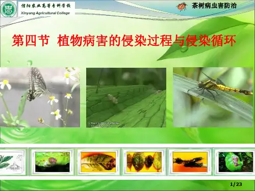 第四节 植物病害的侵染过程与侵染循环