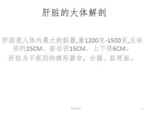 肝脏的解剖