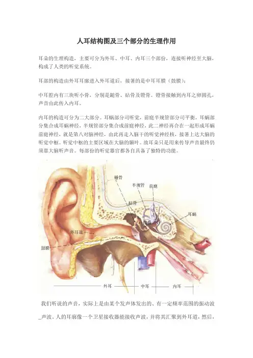 人耳结构图及三个部分的生理作用
