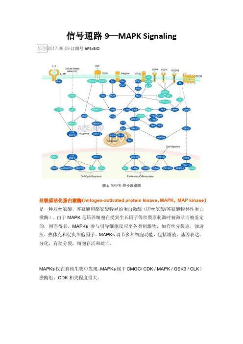 信号通路9—MAPK Signaling