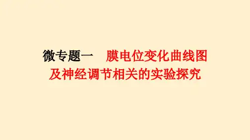 【高中生物】2023-2024学年人教版选择性必修一微专题一膜电位变化曲线图及神经调节相关的实验探究