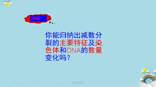 减数分裂精子的形成过程课件