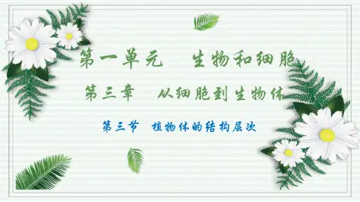 植物体的结构层次ppt课件