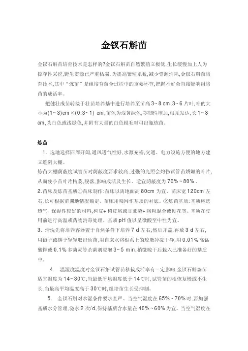 金钗石斛苗