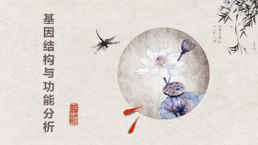 基因结构与功能分析