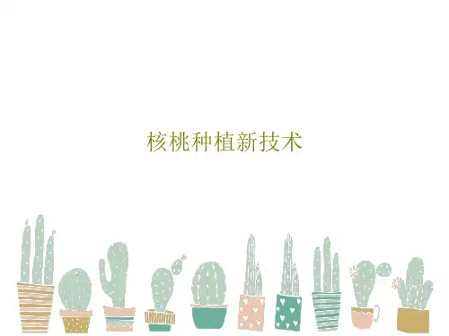 核桃种植新技术49页PPT