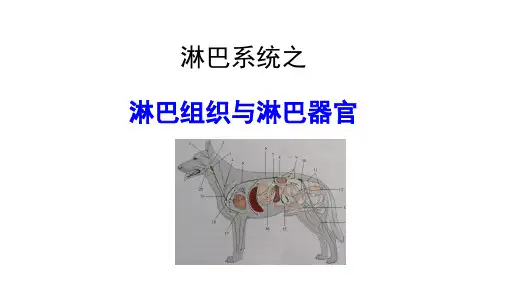 淋巴器官与淋巴组织课件(共19张PPT)《畜禽解剖生理学》同步教学(中国农业出版社)