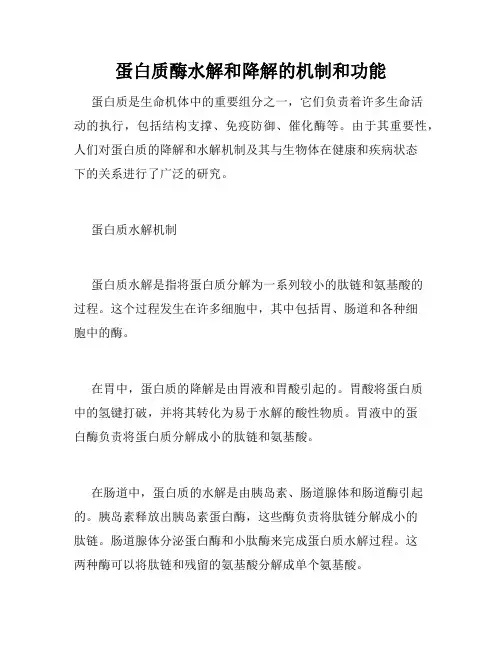 蛋白质酶水解和降解的机制和功能