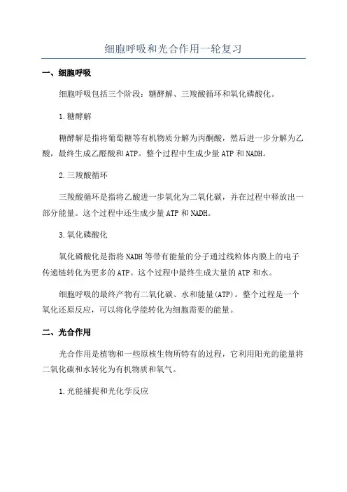 细胞呼吸和光合作用一轮复习