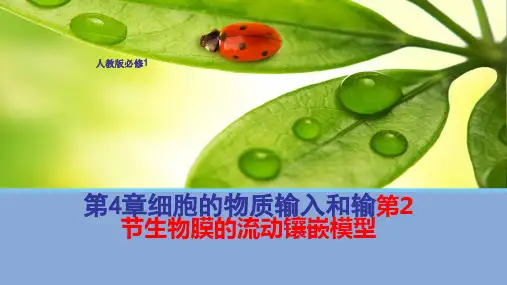 高中生物人教版必修一第四章第二节PPT
