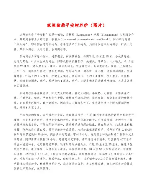 家庭盆栽平安树养护(图片)