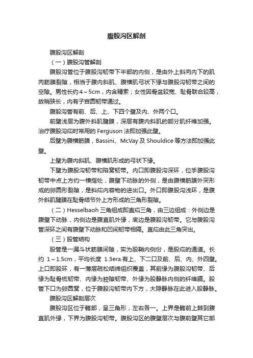 腹股沟区解剖