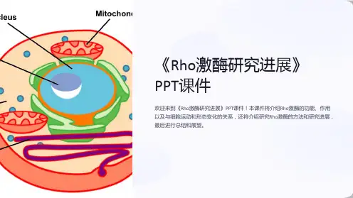 《Rho激酶研究进展》课件
