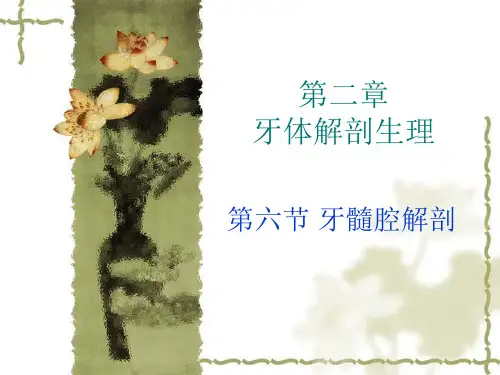 牙体解剖生理——牙髓腔解剖