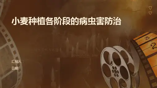 小麦种植各阶段的病虫害防治