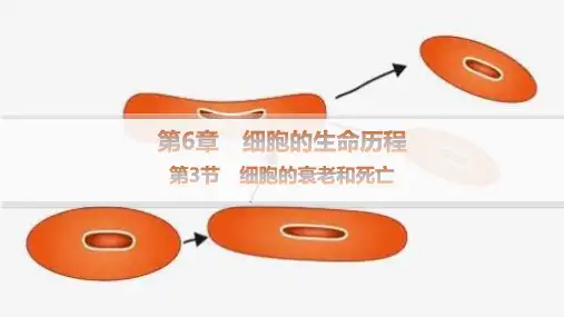 2024-2025学年高一生物必修1(配人教版)教学课件第6章第3节细胞的衰老和死亡
