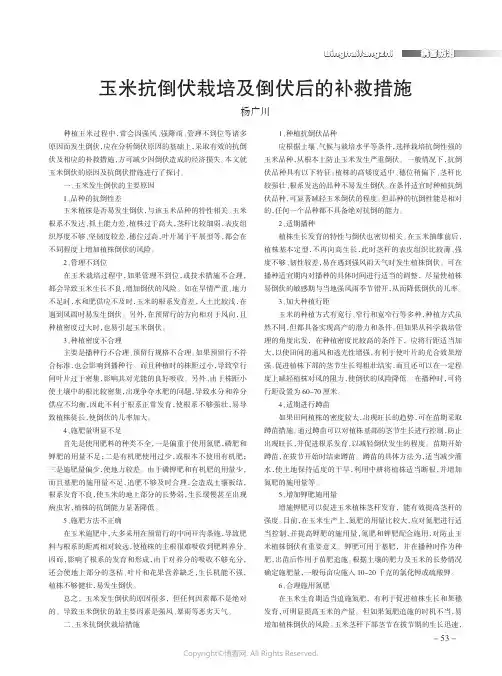 玉米抗倒伏栽培及倒伏后的补救措施