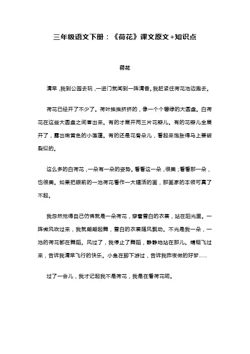 三年级语文荷花课文