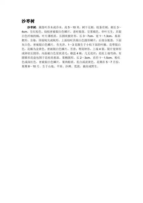 植物简介--沙枣树