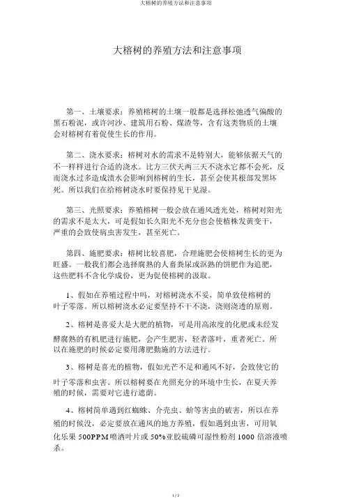 大榕树的养殖方法和注意事项