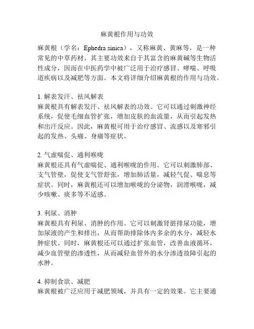麻黄根作用与功效
