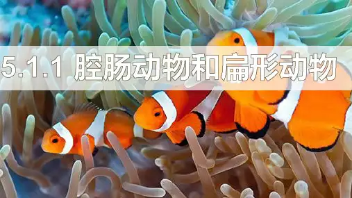 5.1.1腔肠动物和扁形动物课件人教版生物八年级上册3