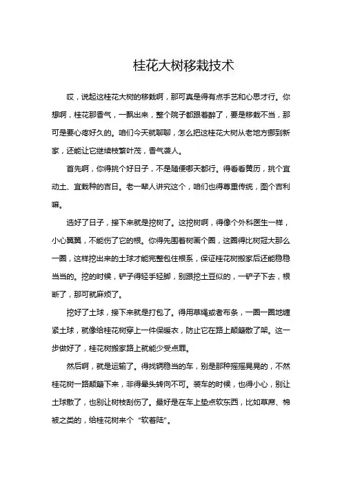 桂花大树移栽技术