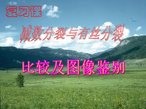 减数分裂图解