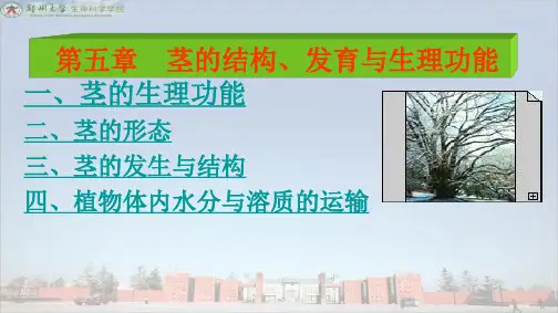 大学课件《植物生物学》第五章 茎的结构、发育与生理功能3218