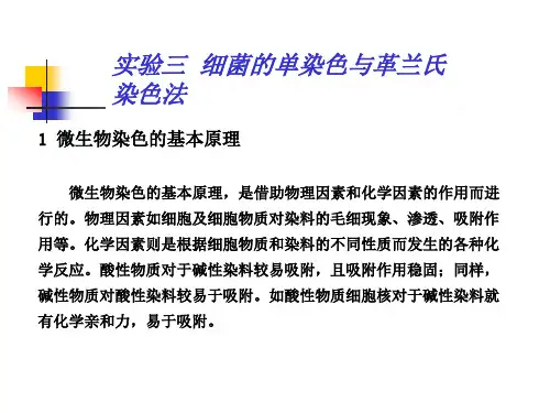 实验三革兰氏染色