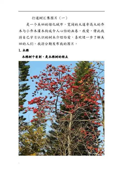 深圳行道树汇集一