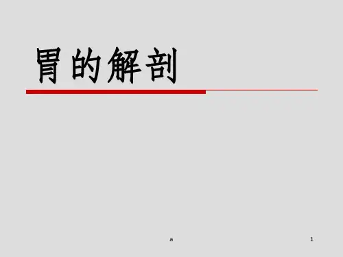 局部解剖学：胃的解剖