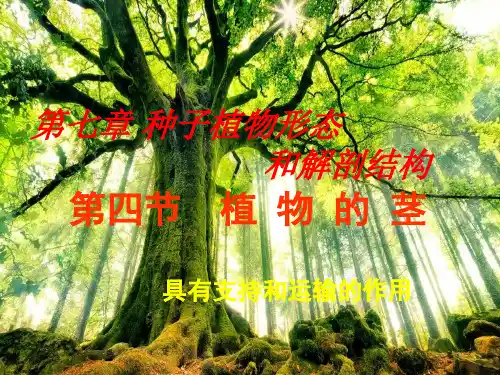 奥赛讲义 ：第四节 茎