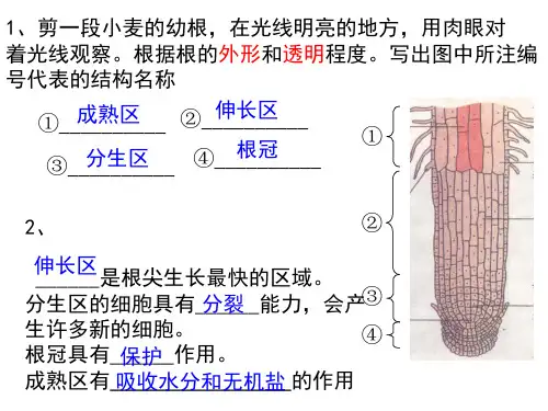 冀少版八上生物课件2.2根对水分的吸收(2)(共37张PPT)