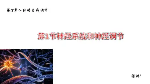 12.1神经系统和神经调节 课件  北师大版七年级生物下册