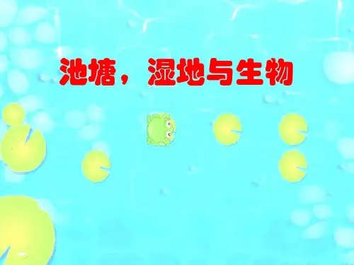 池塘湿地与生物