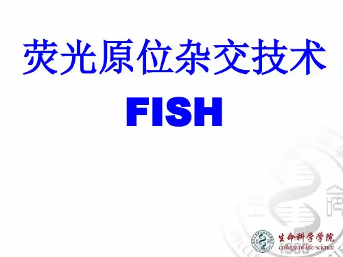原位杂交技术