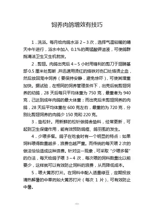 饲养肉鸽增效有技巧