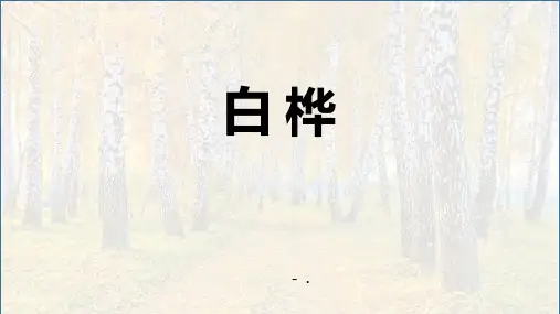 《白桦》PPT课文课件
