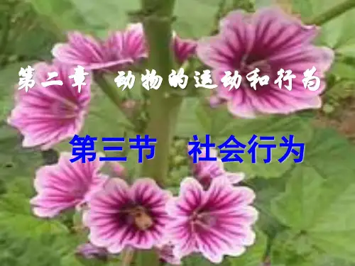 人教版生物八上第三节《_社会行为》ppt课件