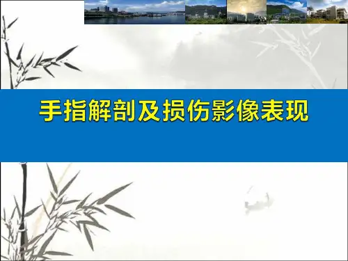 手指解剖及损伤影像表现 PPT
