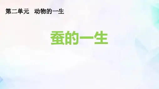教科版三年级下册科学《蚕的一生》PPT教学课件