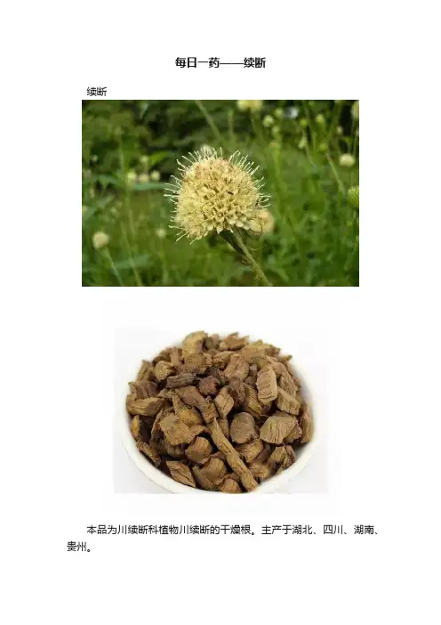 每日一药——续断