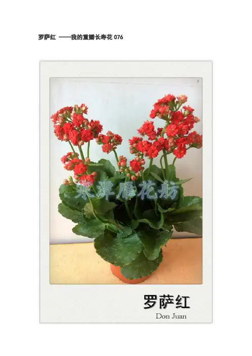 076、罗萨红