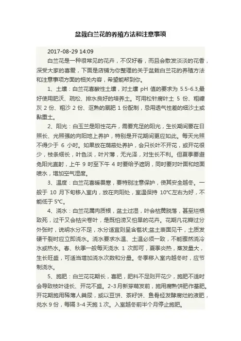 盆栽白兰花的养殖方法和注意事项