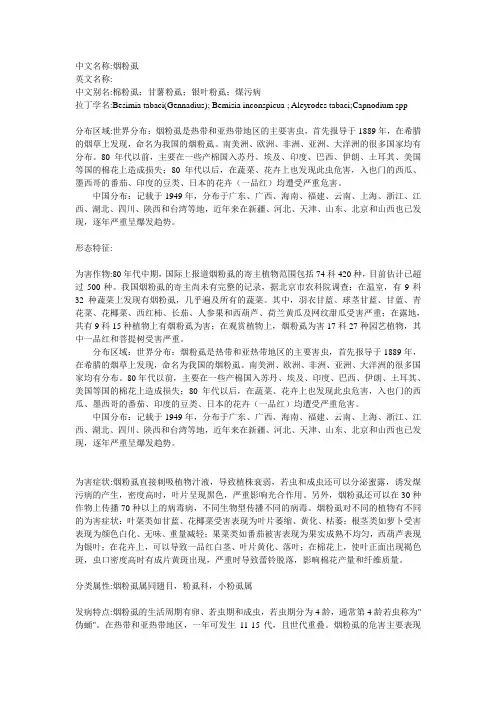 烟粉虱