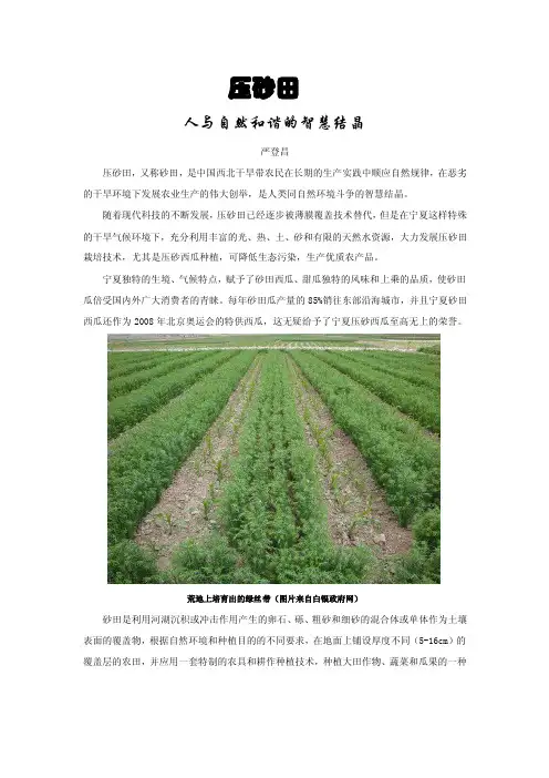 压砂田的硕果（国家地理简稿）